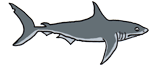 Animated Shark